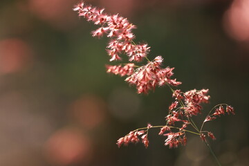 Close up grass flowers on sunlight in the morning