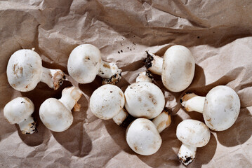Champignon mushroom on colored background