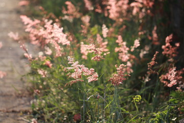 Close up grass flowers on sunlight in the morning