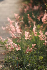 Close up grass flowers on sunlight in the morning