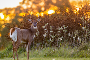 White-tailed Buck (Odocoileus virginianus) backlit from the setting sun at evening. Background blur