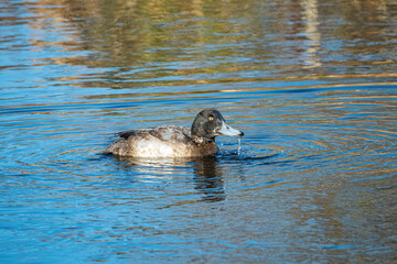 one goldeneye duck taking a sip of water while swimming in the pond on a sunny day