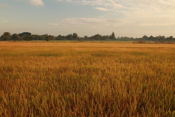 Close up Rice field on sunlight in the morning