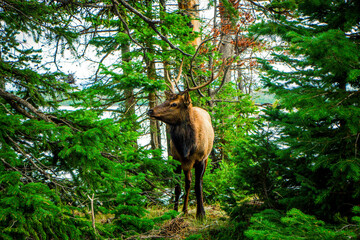 Yellowstone National Park (Autumn)