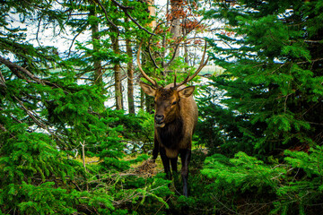 Yellowstone National Park (Autumn)
