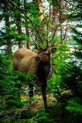 Yellowstone National Park (Autumn)