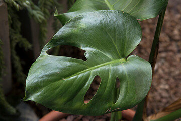 Exotic flora. Closeup view of a Monstera deliciosa also known as split leaf Philodendron,...