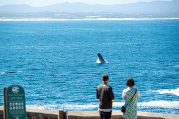 Watching whale breach
