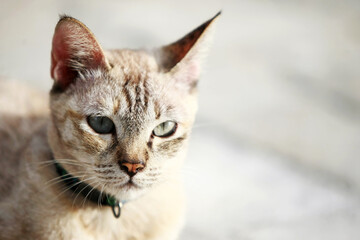 Lovely gray cat sitting at outdoor