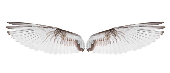 White bird wings on white background.