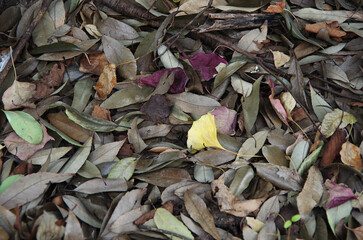 leaves on the ground