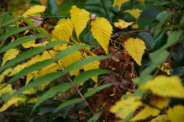 autumn leaves in the forest