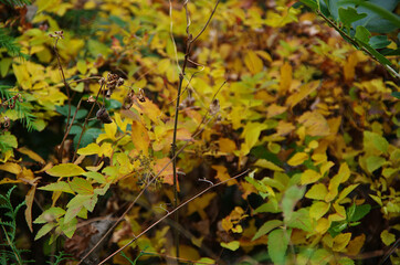 autumn leaves in the forest