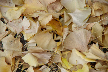 dried leaves on the ground
