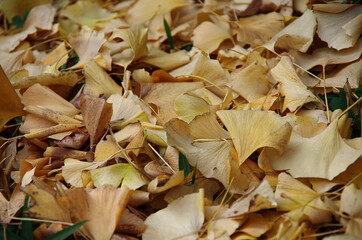 autumn leaves on the ground