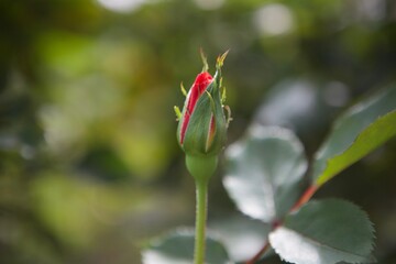 Rose Bud