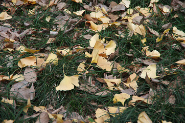 fallen autumn leaves