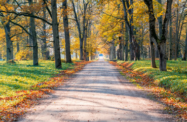 Fototapeta na wymiar Countryside gravel road among autumnal oak trees