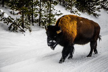 Yellowstone National Park (Winter)