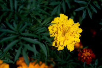 Bright yellow and orange inflorescences of marigolds in a flower bed.