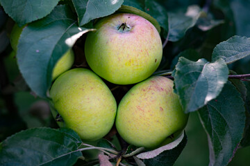 Green apples hanging on a tree branch in the garden.
