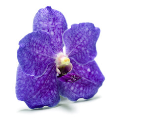 Blue vanda orchid, single blossom, isolated on white ground.