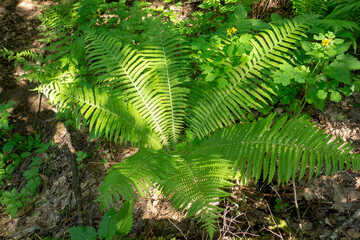 Fern growing in the spring forest close-up. Green leaves in sunbeams. Pterídium aquilínum.