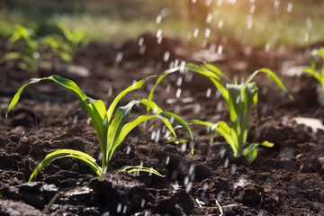 Organic corn planted in the garden with bright morning sunlight