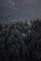 black and white snow