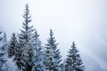 snow covered pine trees