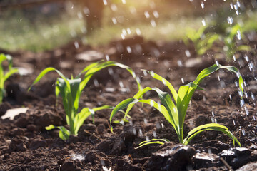 Organic corn planted in the garden with bright morning sunlight