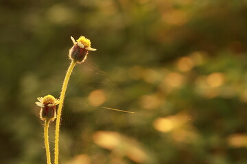 Close up grass flowers on sunlight in the morning