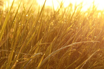 Close up Rice field on sunlight in the morning
