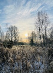 sunset in the forest