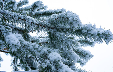 Snow on pine branches as a symbol of the beauty of winter nature