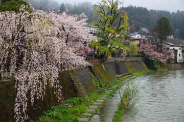 Fototapeta na wymiar 高山市　宮川の桜