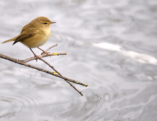 Mosquitero común, en Plaiaundi Irún