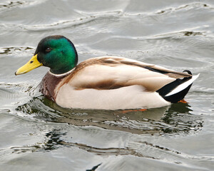Anade Real en las marismas de plaiaundi