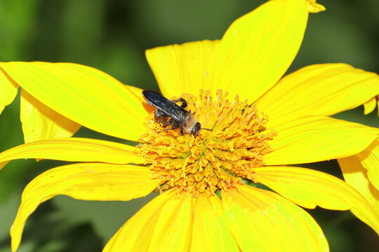 A black colored wasp looking for food on a wild sunflower