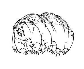 tardigrade or water bear, a microscopic organism that survives in outer space, vector illustration with black ink contour lines isolated on a white background in a doodle & hand drawn style