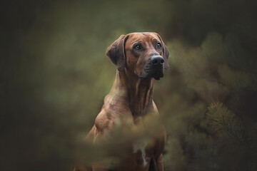 Beautiful rhodesian ridgeback dog. - 402405342