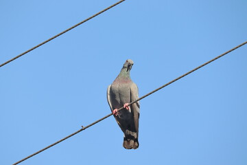 A pigeon sitting on an electric wire