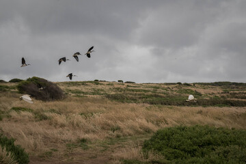 Phillip Island Victoria Australia