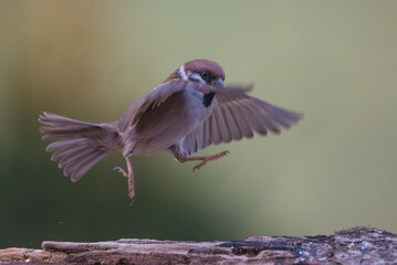 Isolated Eurasian tree sparrow jumping