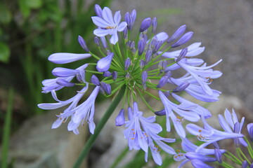 薄紫色の花を咲かせたアガパンサス　接写