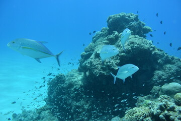 奄美大島 No.18 カスミアジ