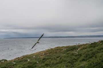 Phillip Island Victoria Australia