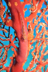 奄美大島 No.18 ガラスハゼ