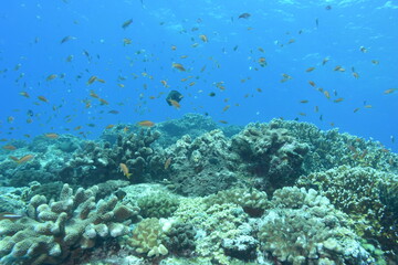 Naklejka na ściany i meble 奄美大島 No.18 珊瑚礁