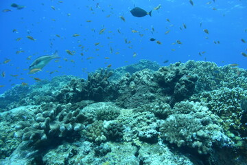 Fototapeta na wymiar 奄美大島 No.18 珊瑚礁